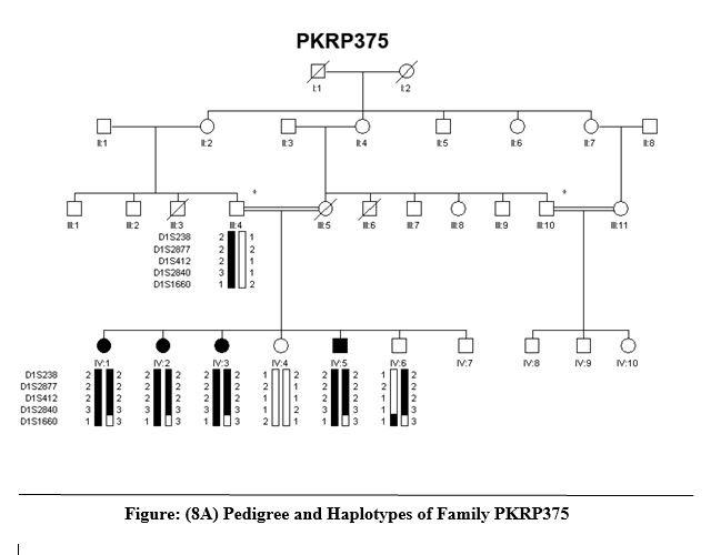 Pedigree Affected Family